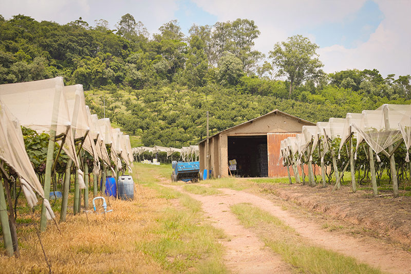 sucosdonnagige-galeria-sitio-lourencon-12