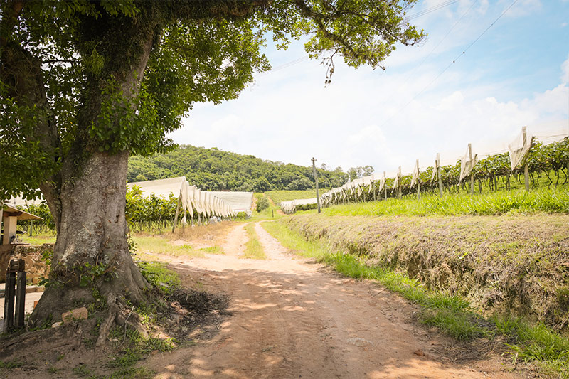 sucosdonnagige-galeria-sitio-lourencon-15