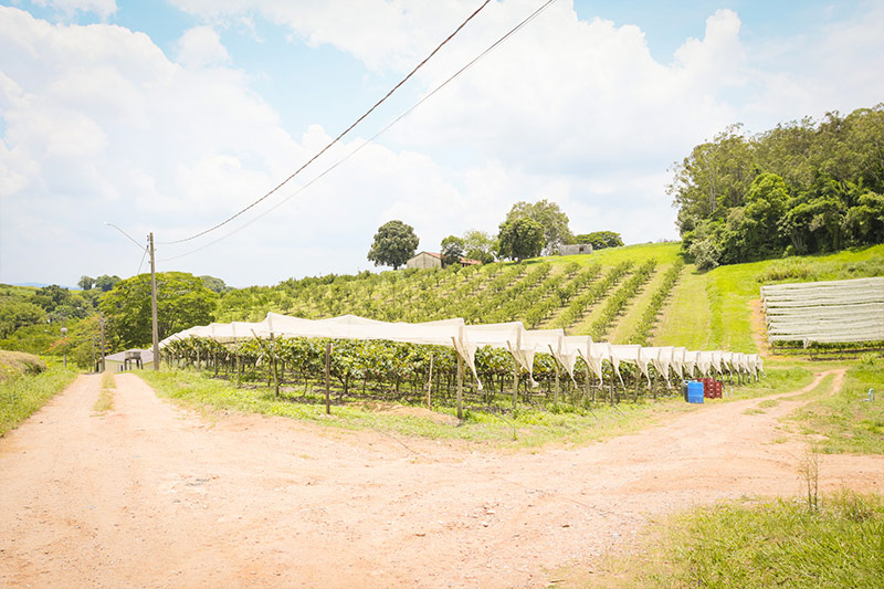 sucosdonnagige-galeria-sitio-lourencon-16