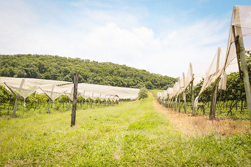 sucosdonnagige-galeria-sitio-lourencon-17