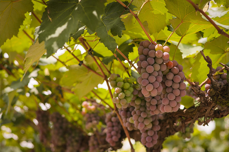 sucosdonnagige-galeria-sitio-lourencon-2