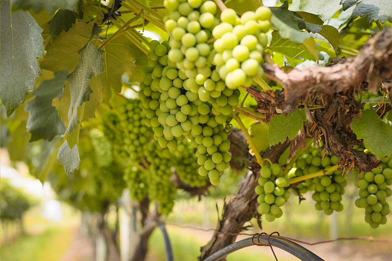 sucosdonnagige-galeria-sitio-lourencon-4