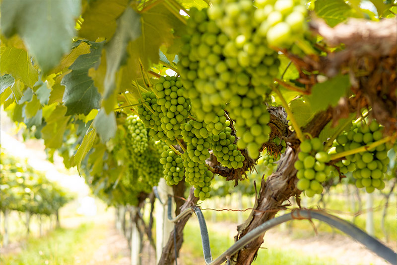 sucosdonnagige-galeria-sitio-lourencon-5