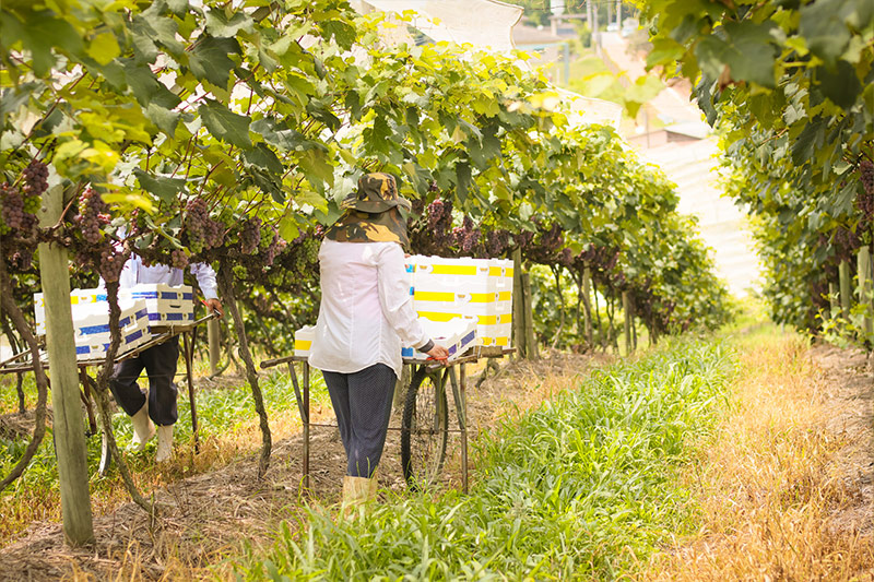 sucosdonnagige-galeria-sitio-lourencon-7